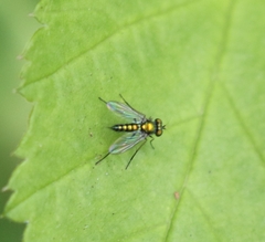 Condylostylus caudatus