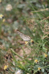 Anartia jatrophae