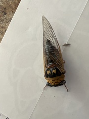 Megatibicen pronotalis