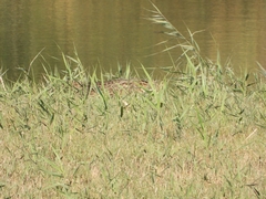 Prionailurus bengalensis