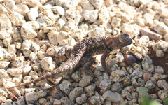 Sceloporus magister