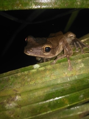 Polypedates occidentalis