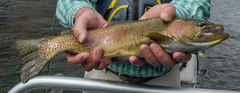 Oncorhynchus