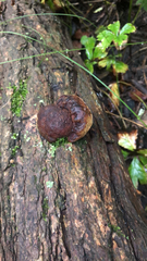 Daldinia concentrica