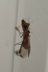 Dicromantispa interrupta