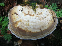 Trametes gibbosa