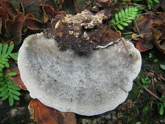 Trametes gibbosa