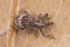 Anthonomus pomorum
