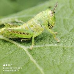 Melanoplinae