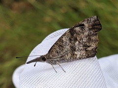 Libytheana carinenta