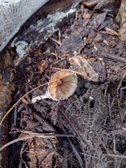 Leucoagaricus rubrotinctus