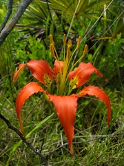 Lilium catesbaei