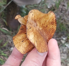 Oenothera macrocarpa