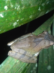 Polypedates occidentalis