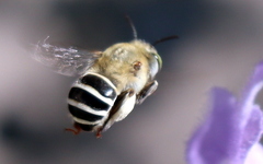 Anthophora californica