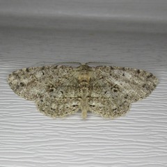 Melanolophia canadaria