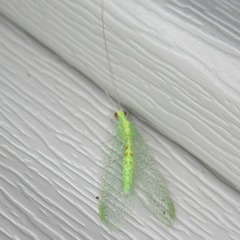 Chrysopa quadripunctata