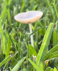 Fungi