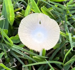 Fungi