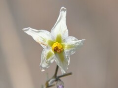 Solanum cardiophyllum