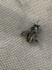 Megachile mendica
