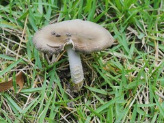 Amanita rhacopus