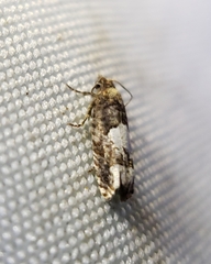 Eucosma parmatana