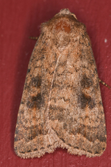 Caradrina