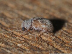 Demotina modesta