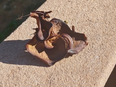 Hohenbuehelia petaloides