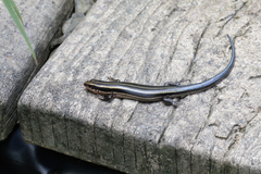 Plestiodon finitimus