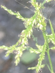 Coleataenia rigidula