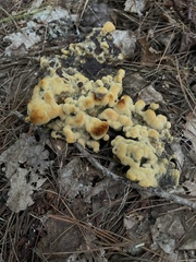Phaeolus