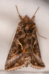 Autographa sansoni