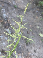 Coleataenia rigidula