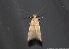 Theisoa constrictella