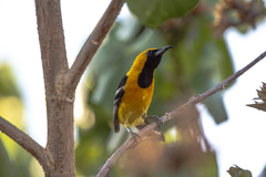 Icterus cucullatus