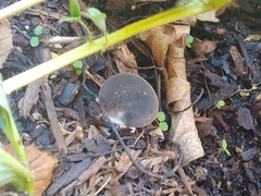 Hohenbuehelia petaloides