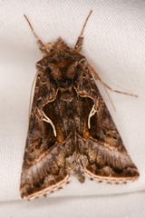 Autographa sansoni