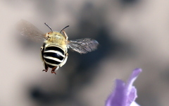 Anthophora californica