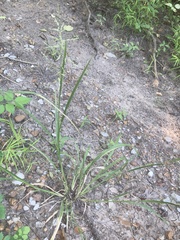 Coleataenia rigidula