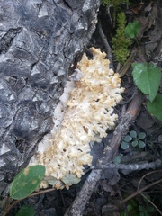 Hericium coralloides