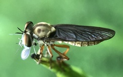 Holcocephala