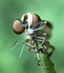 Holcocephala