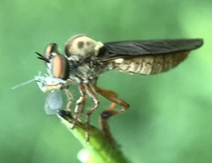 Holcocephala