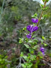 Trichostema suffrutescens