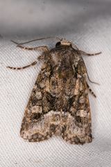 Lacinipolia