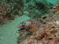Muraena lentiginosa