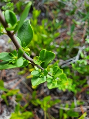 Trichostema suffrutescens