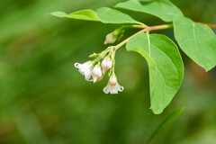 Apocynum androsaemifolium